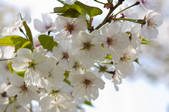 tkf005_2324002